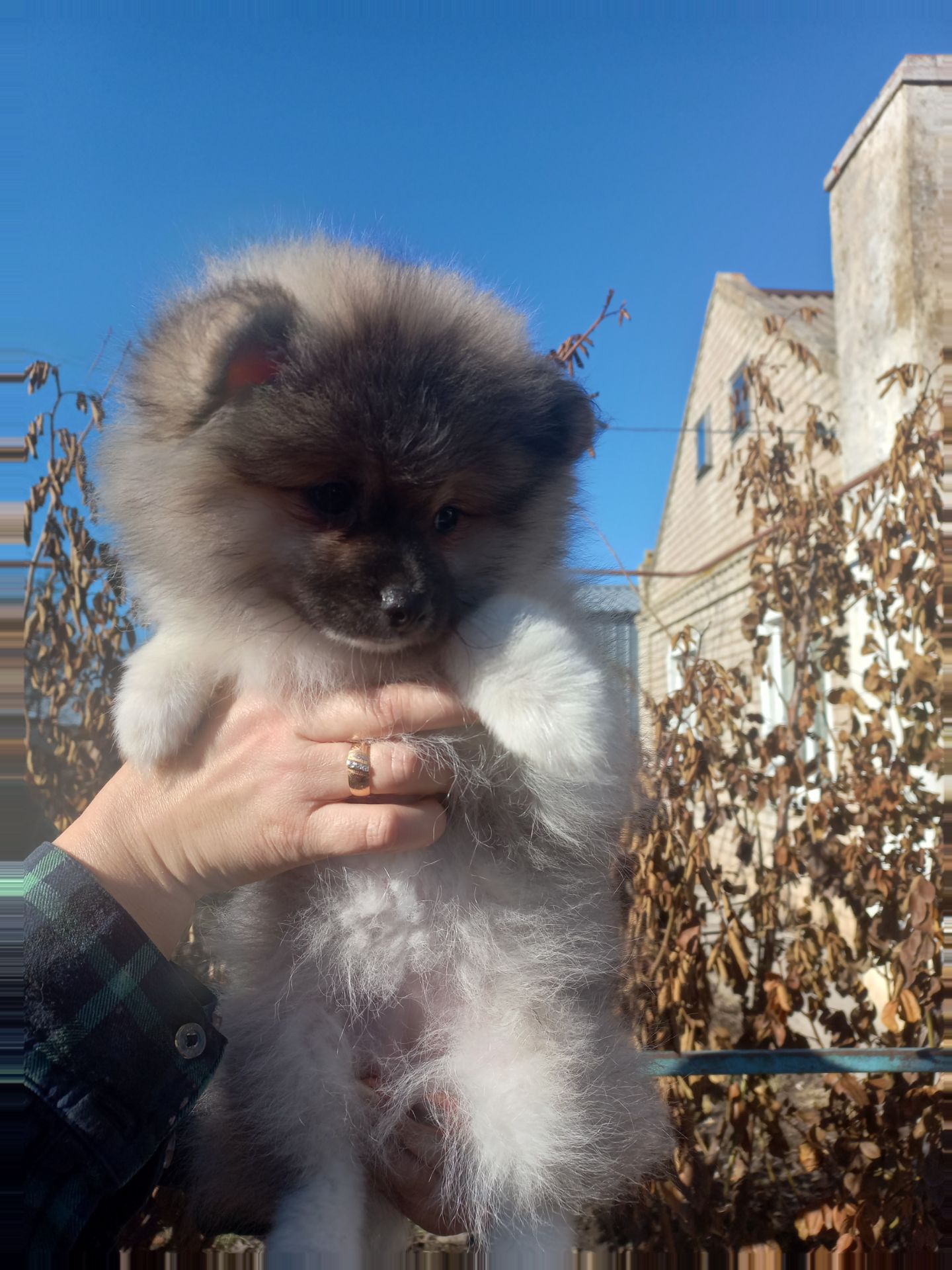 Дівчинка померанського шпіца