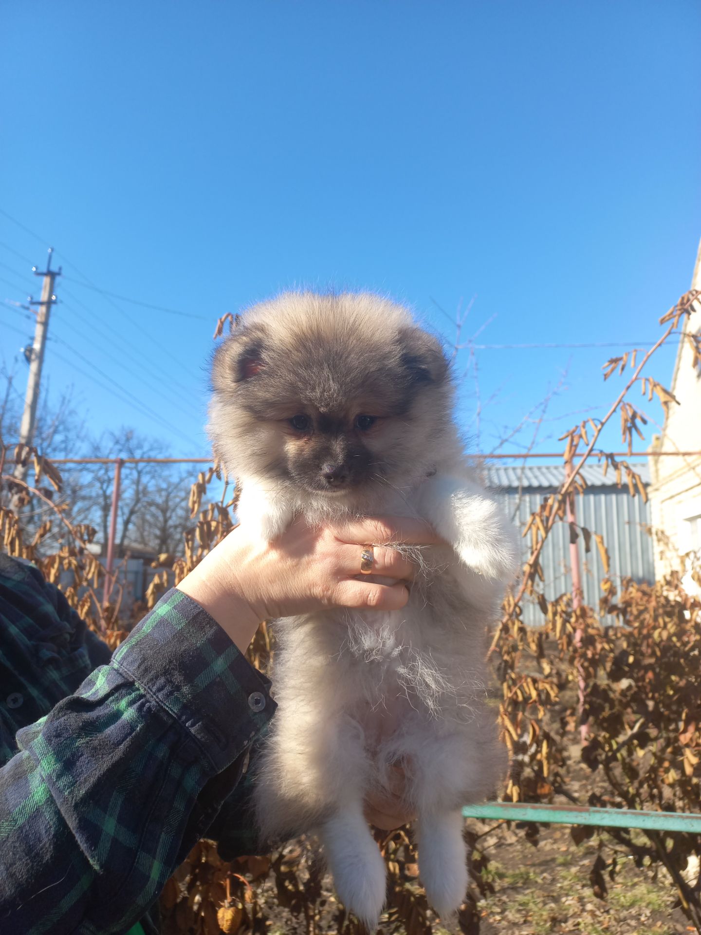 Дівчинка померанського шпіца