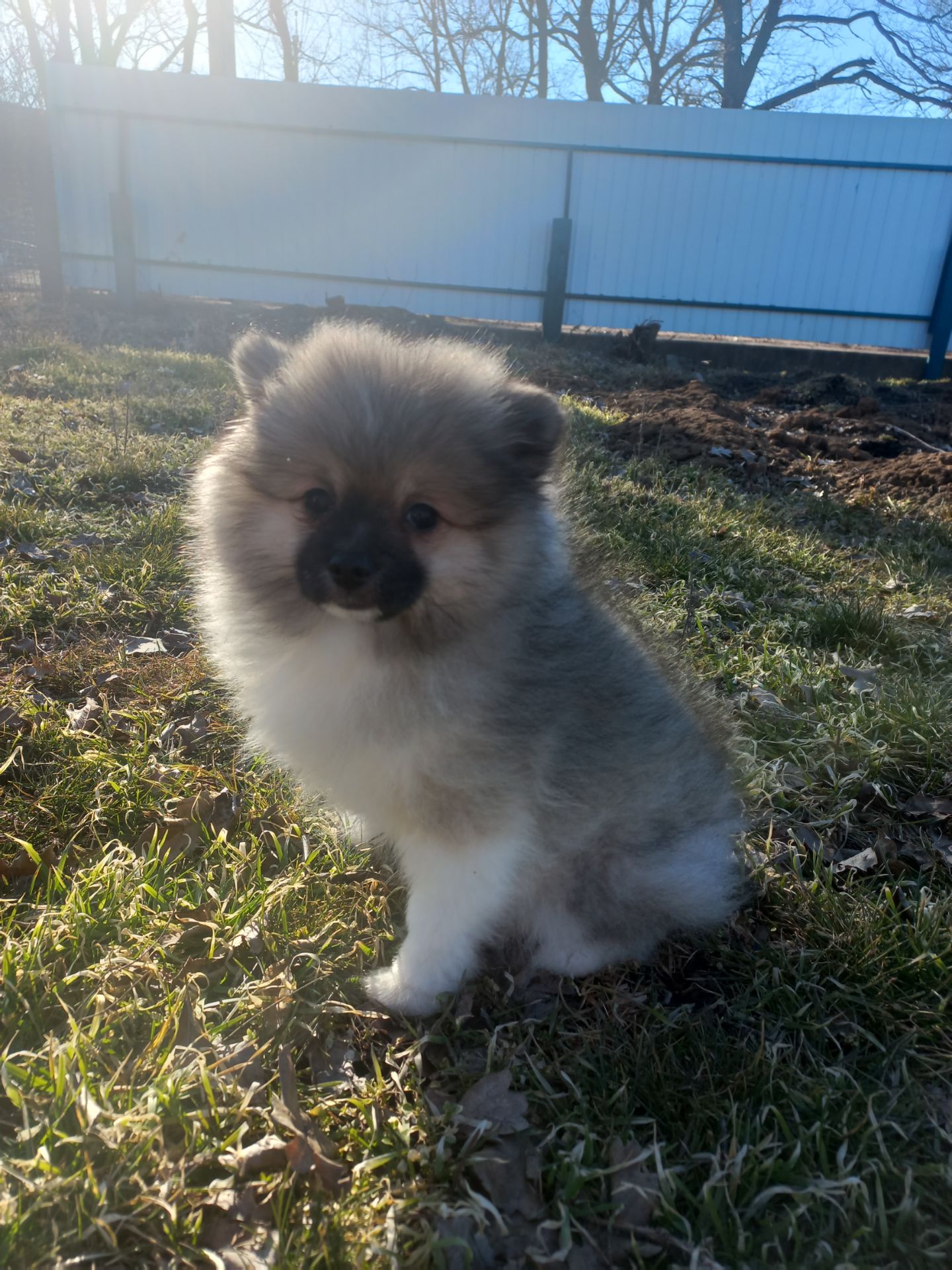 Дівчинка померанського шпіца