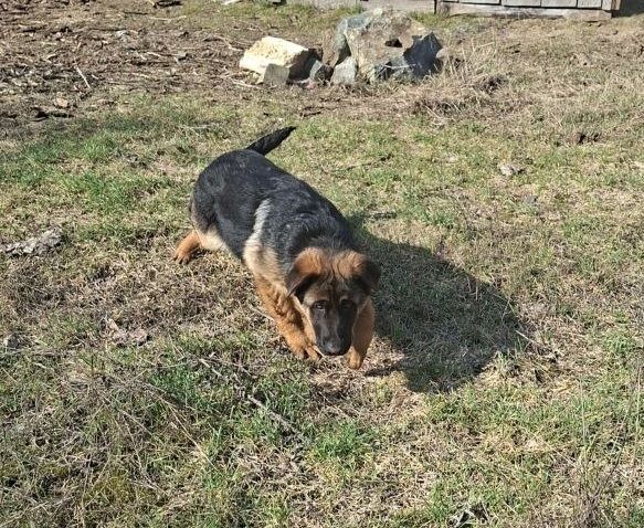 🐾 Терміновий продаж цуценят німецької вівчарки! 🐾