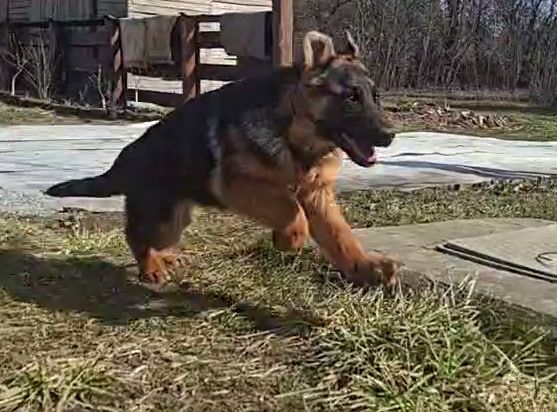 🐾 Терміновий продаж цуценят німецької вівчарки! 🐾