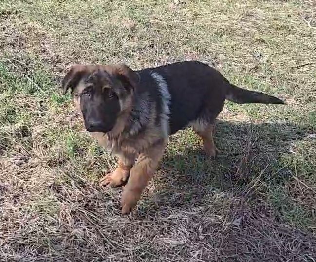 🐾 Терміновий продаж цуценят німецької вівчарки! 🐾