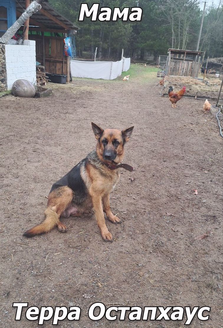 🐾 Терміновий продаж цуценят німецької вівчарки! 🐾