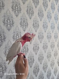 Гала Розовый какаду лютино