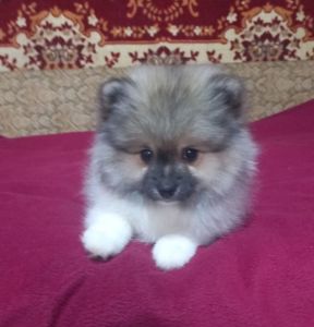 Дівчинка померанського шпіца