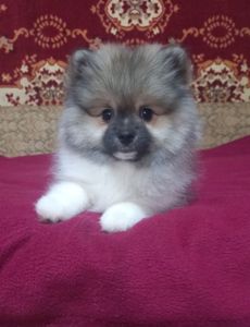 Дівчинка померанського шпіца