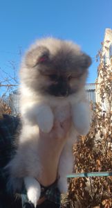 Дівчинка померанського шпіца