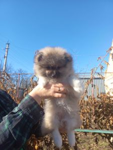 Дівчинка померанського шпіца