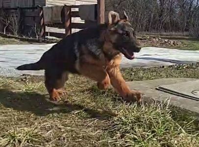 🐾 Терміновий продаж цуценят німецької вівчарки! 🐾