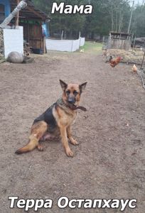 🐾 Терміновий продаж цуценят німецької вівчарки! 🐾