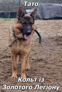 🐾 Терміновий продаж цуценят німецької вівчарки! 🐾