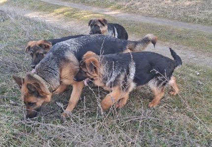 🐾 Терміновий продаж цуценят німецької вівчарки! 🐾