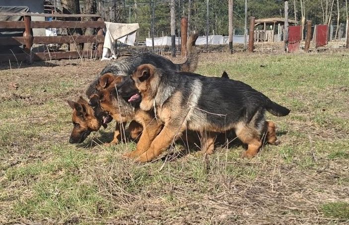 🐾 Терміновий продаж цуценят німецької вівчарки! 🐾