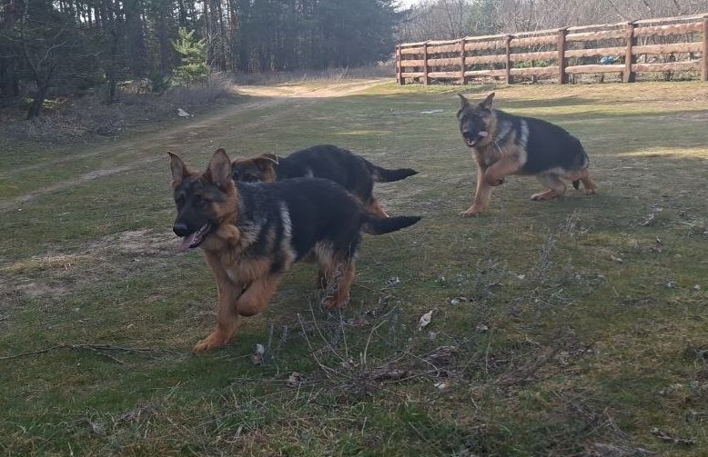 🐾 Терміновий продаж цуценят німецької вівчарки! 🐾