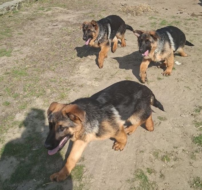 🐾 Терміновий продаж цуценят німецької вівчарки! 🐾