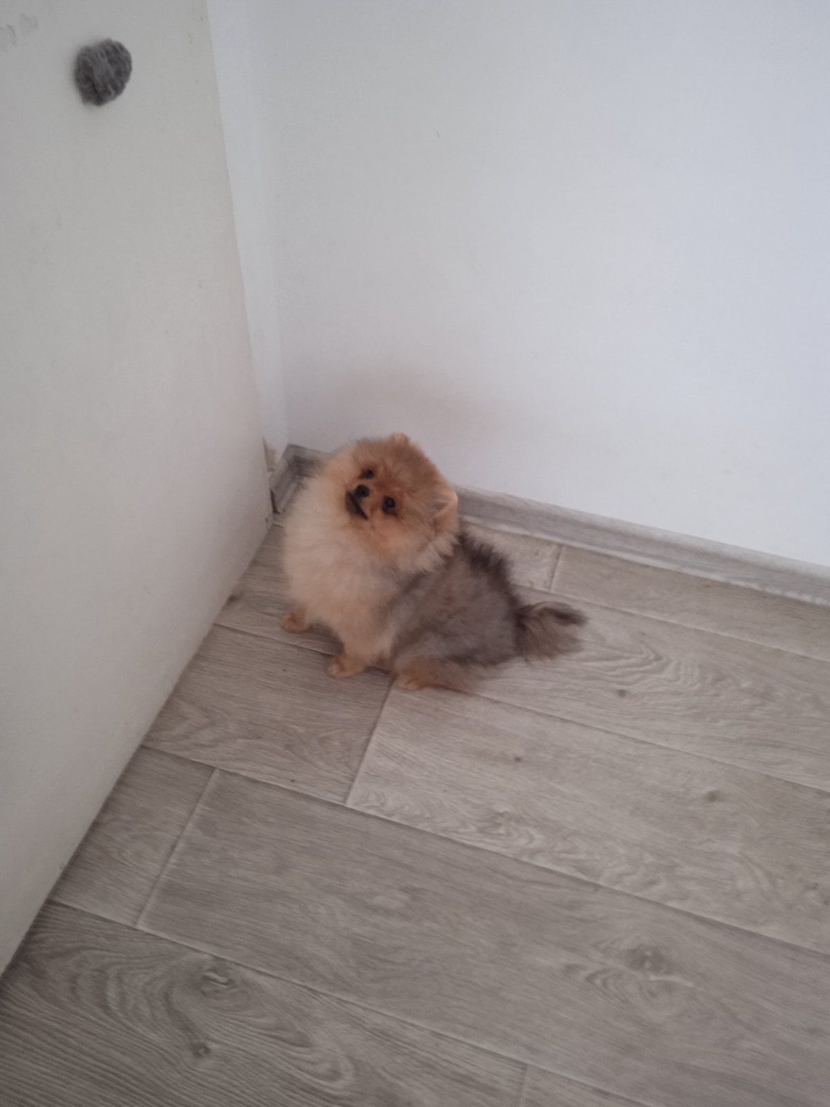 КСУ/FCI померанський шпіц міні і стандарт