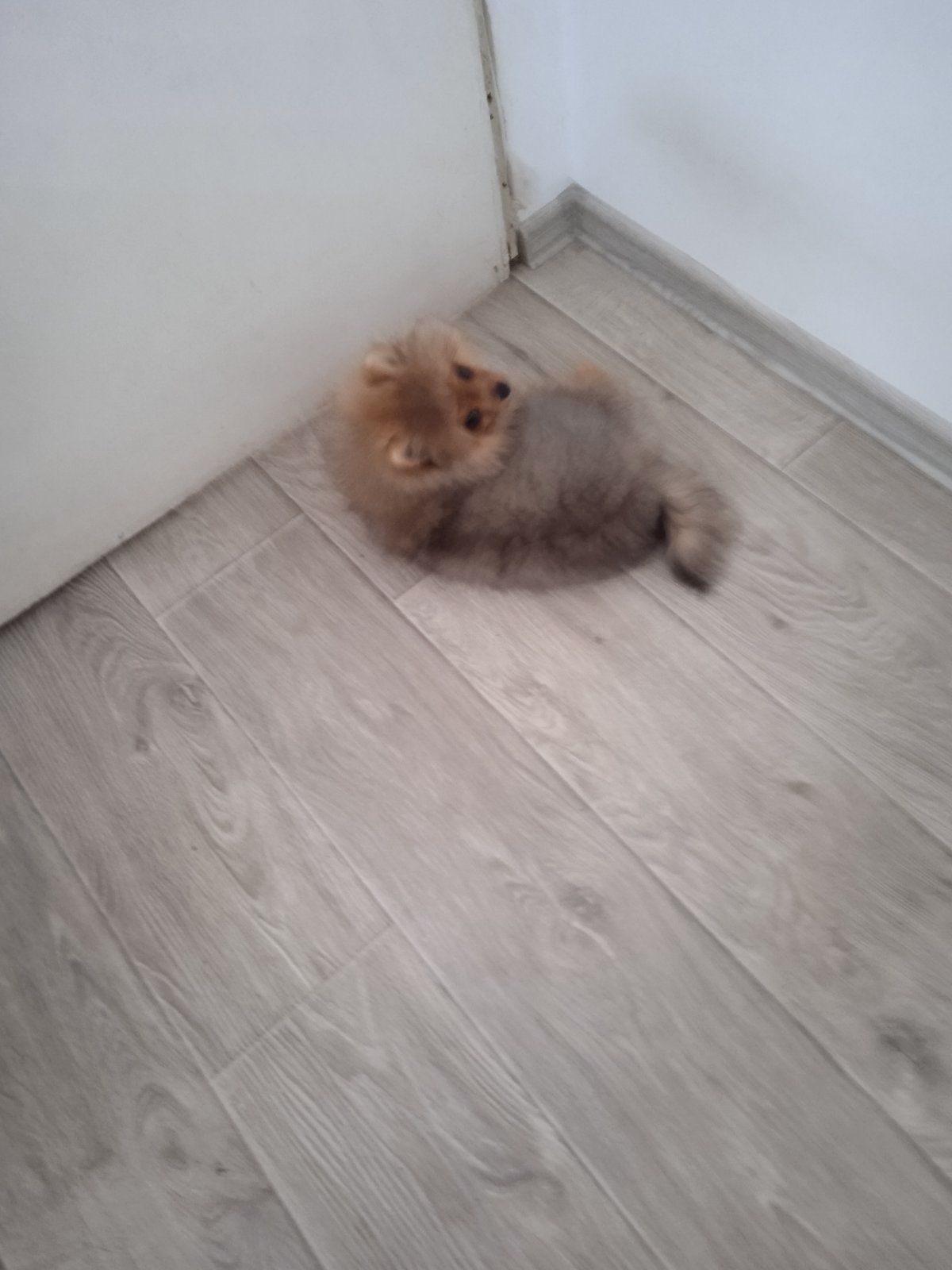 КСУ/FCI померанський шпіц міні і стандарт