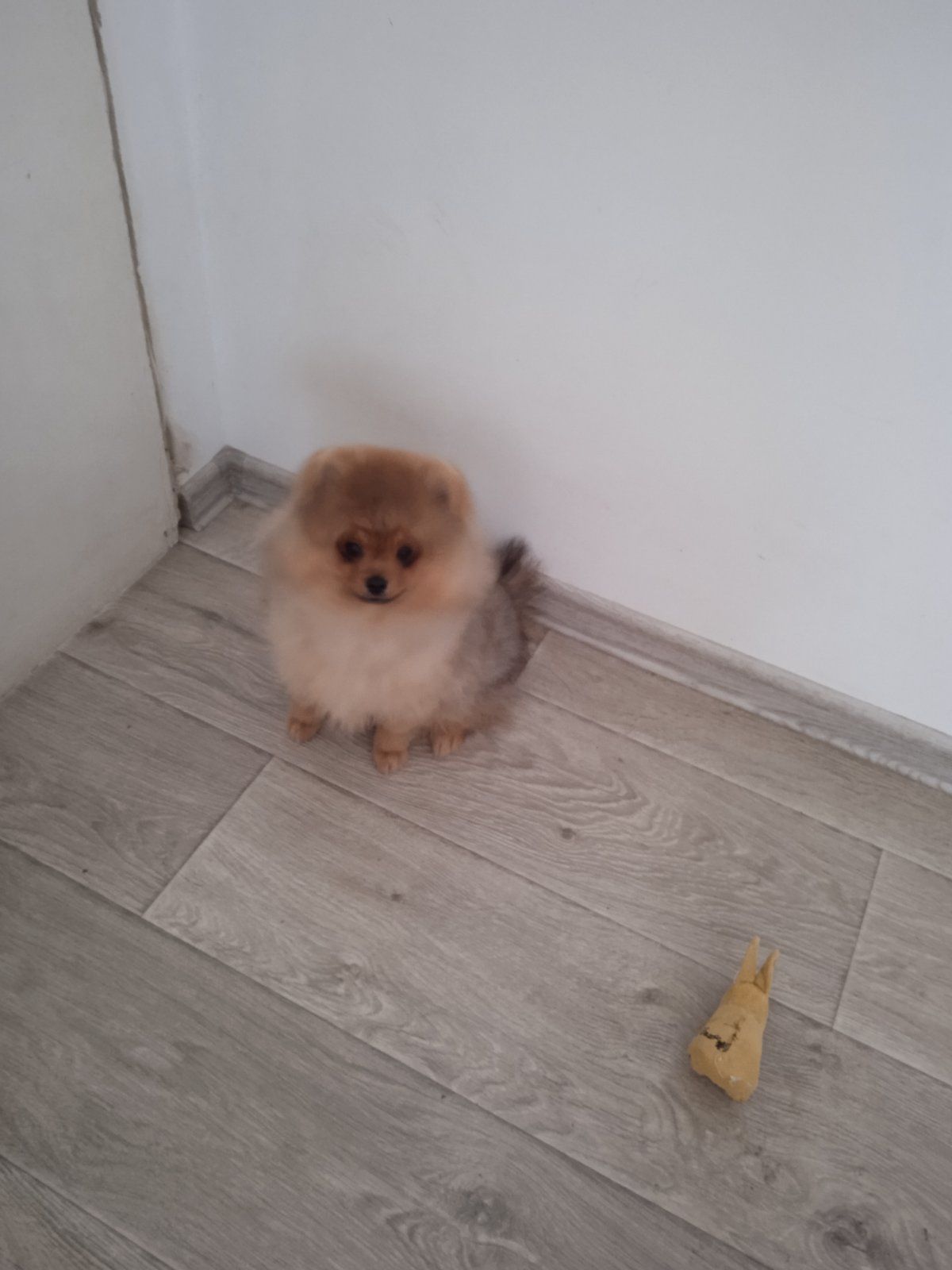 КСУ/FCI померанський шпіц міні і стандарт