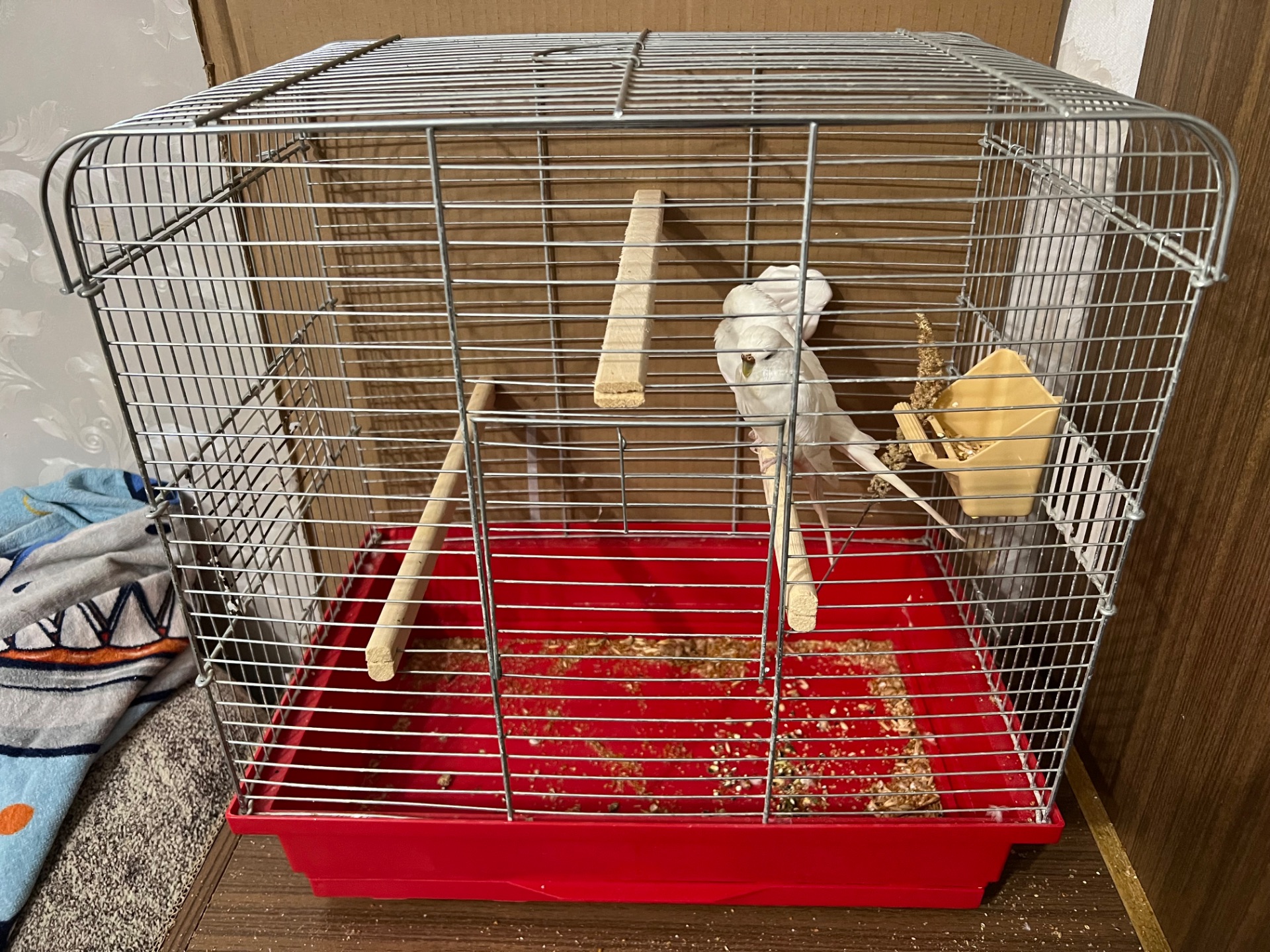 Продам ручну кореллу з кліткою