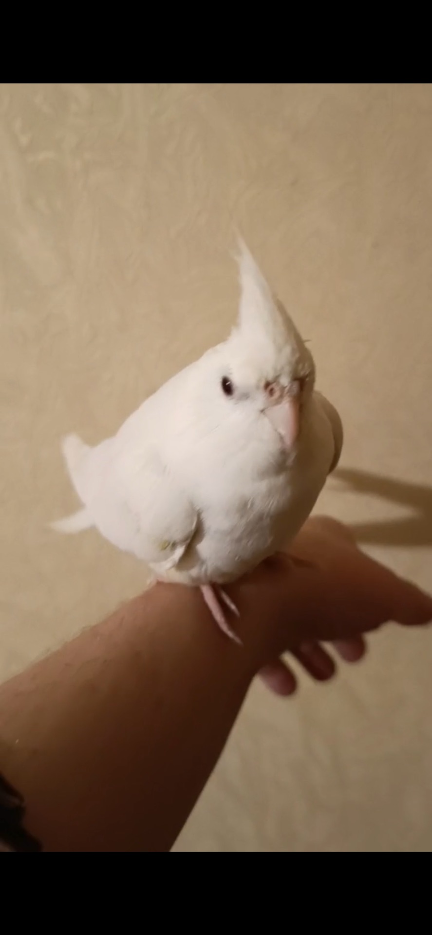 Продам ручну кореллу з кліткою