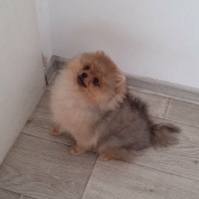 КСУ/FCI померанський шпіц міні і стандарт