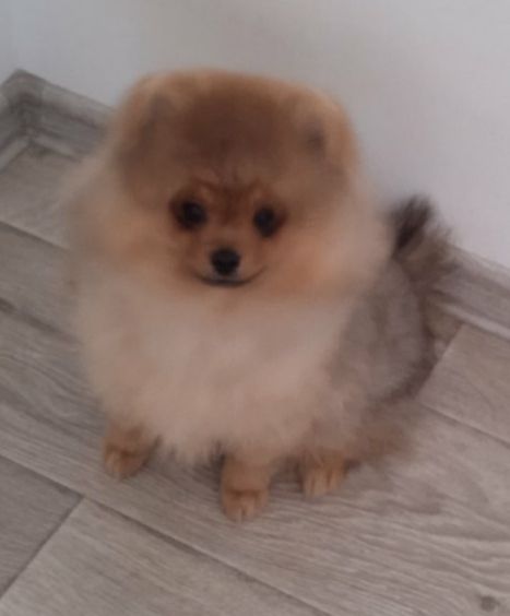 КСУ/FCI померанський шпіц міні і стандарт