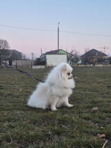 Маленька дівчинка