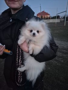 Маленька дівчинка