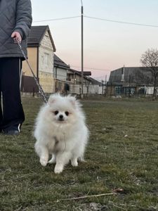 Маленька дівчинка