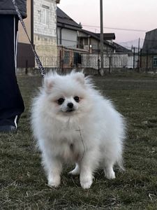 Маленька дівчинка