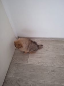 КСУ/FCI померанський шпіц міні і стандарт