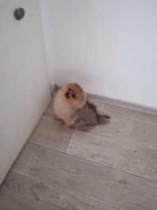 КСУ/FCI померанський шпіц міні і стандарт