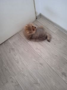 КСУ/FCI померанський шпіц міні і стандарт