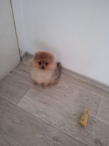 КСУ/FCI померанський шпіц міні і стандарт