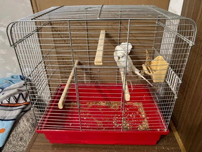 Продам ручну кореллу з кліткою