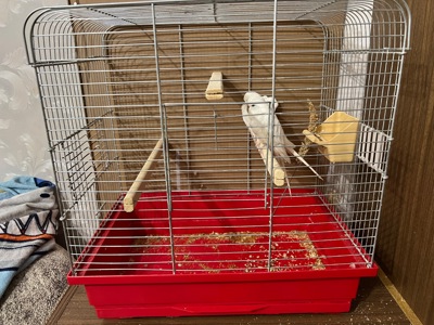 Продам ручну кореллу з кліткою