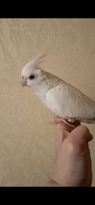 Продам ручну кореллу з кліткою