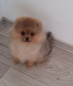 КСУ/FCI померанський шпіц міні і стандарт