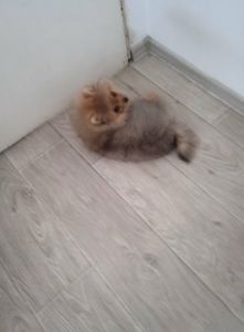 КСУ/FCI померанський шпіц міні і стандарт