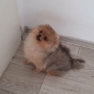 КСУ/FCI померанський шпіц міні і стандарт