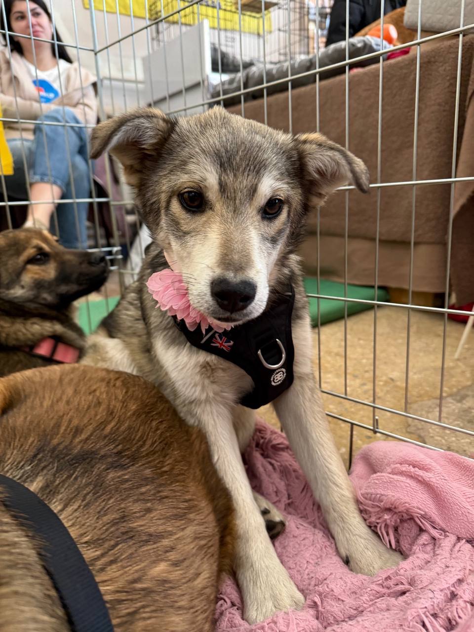 Цуценя Сара 6 місяців шукає дім