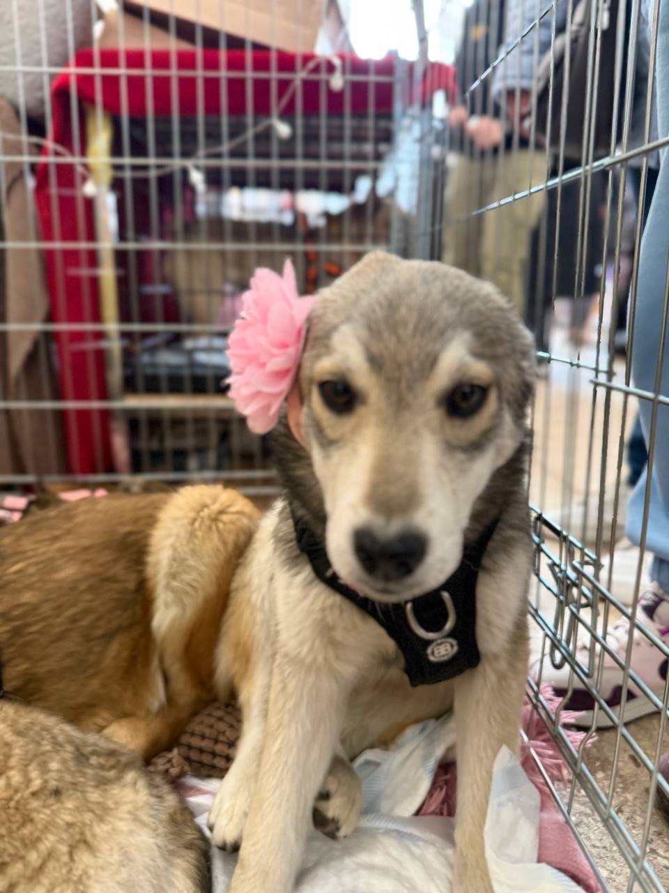 Цуценя Сара 6 місяців шукає дім