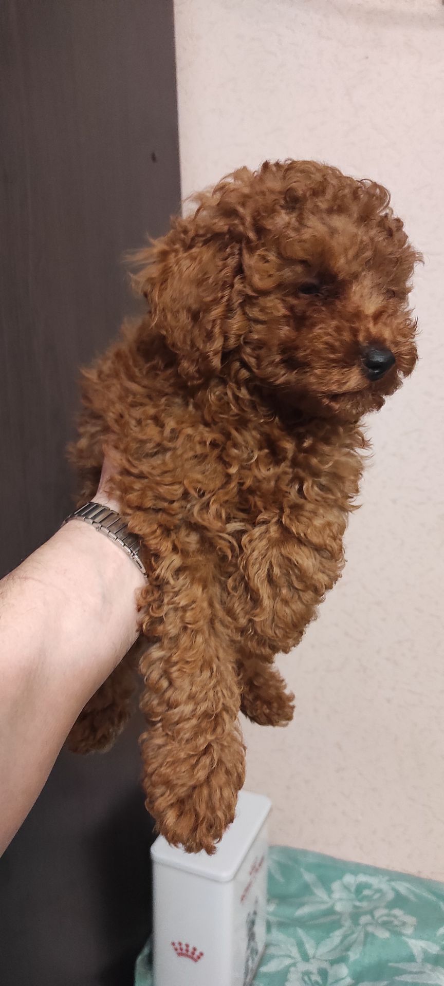 Хлопчик Той Пудель Ред Браун з документами клубу