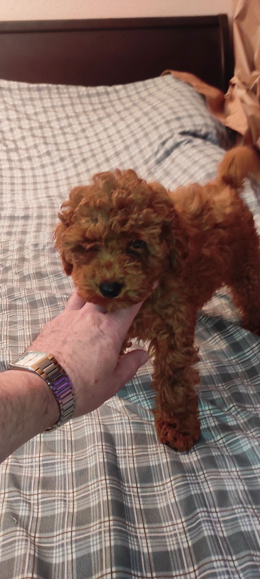 Хлопчик Той Пудель Ред Браун з документами клубу