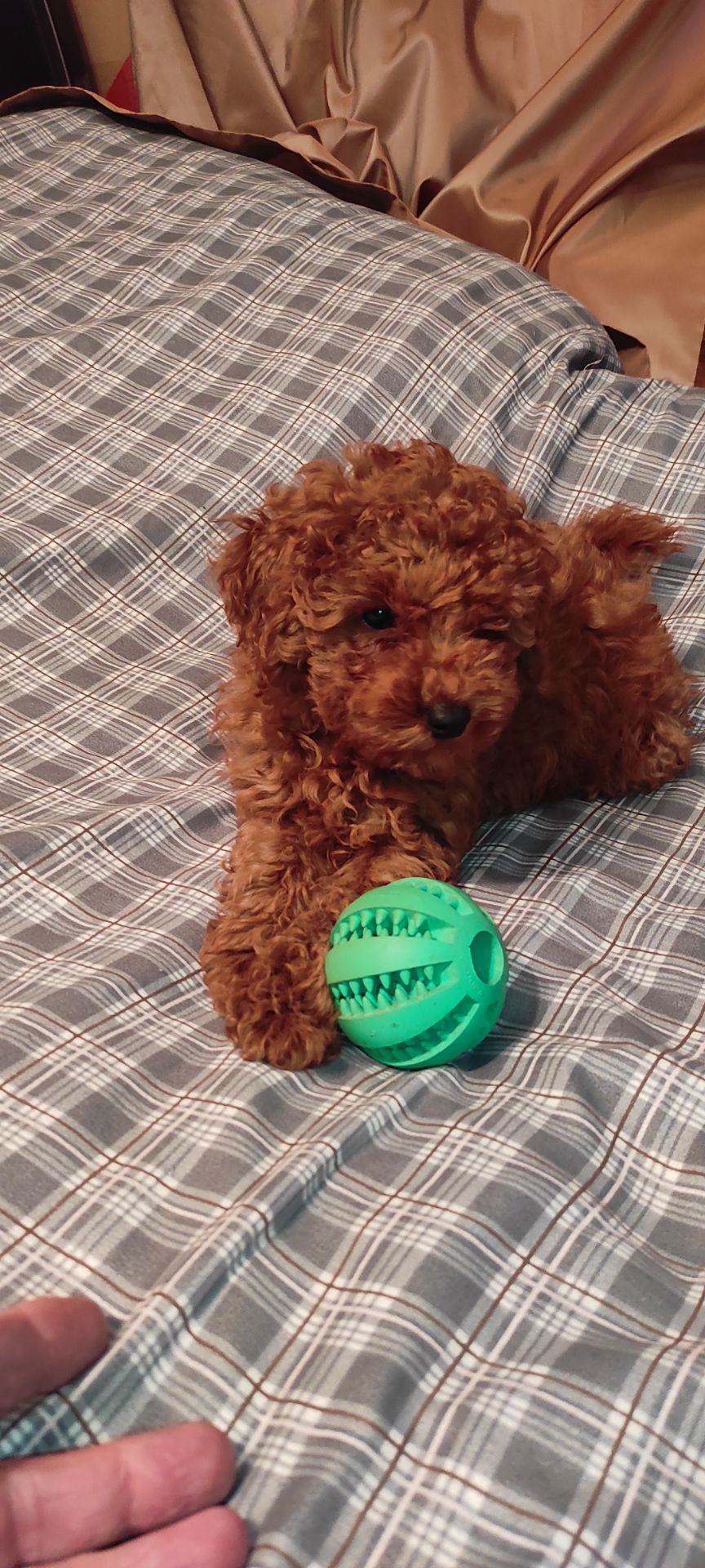 Хлопчик Той Пудель Ред Браун з документами клубу