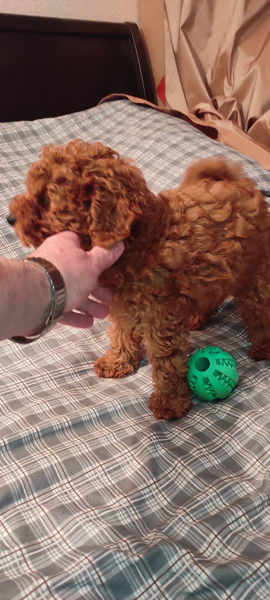 Хлопчик Той Пудель Ред Браун з документами клубу