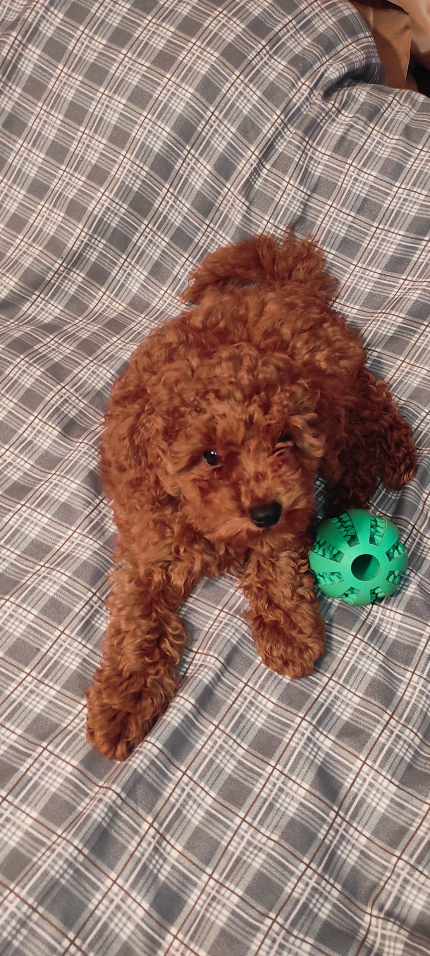 Хлопчик Той Пудель Ред Браун з документами клубу