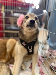 Цуценя Сара 6 місяців шукає дім