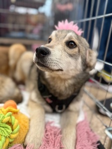 Цуценя Сара 6 місяців шукає дім