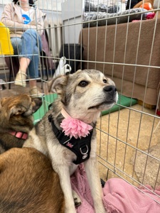 Цуценя Сара 6 місяців шукає дім